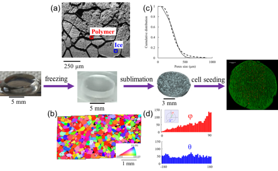 matrices d'hydrogel