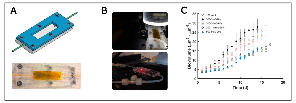 croissance biofilms